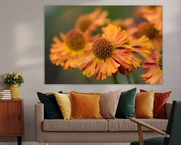 orange Herbstblumen von Tania Perneel