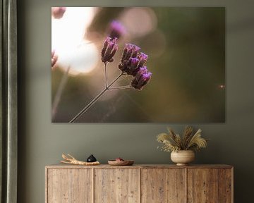 violette Herbstblume von Tania Perneel