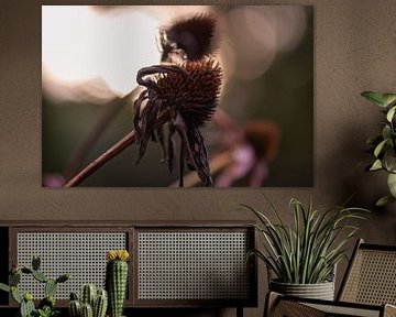 fleurs d'été mortes sur Tania Perneel