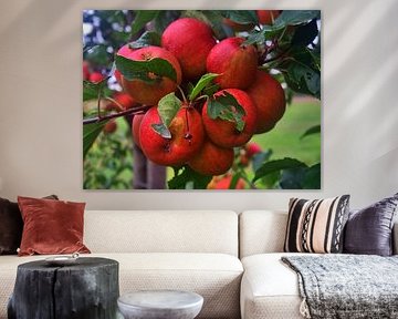 appelschittering