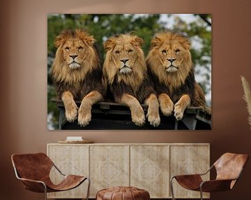 drie liggende leeuwen van Loes Valckx