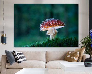 Fly agaric by Erik Veldkamp