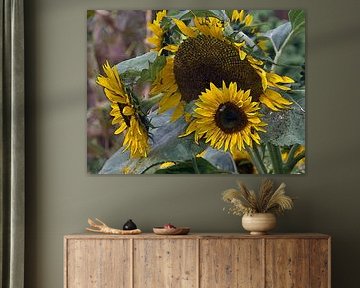 last sunflowers