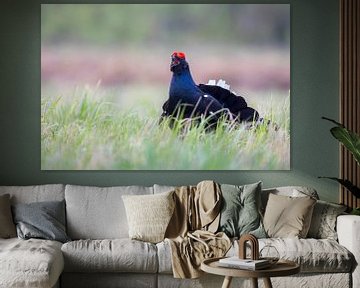 Black grouse during the courtship by Jan-Willem Mantel