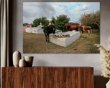 Cimetière avec des vaches à Saint-Eustache sur Joost Adriaanse