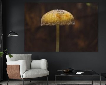 Parapluie Champignon sur Maikel Brands