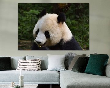 Etende panda van Kenji Elzerman