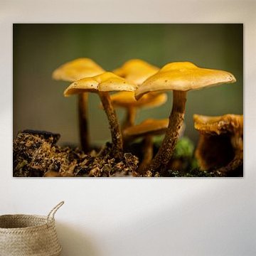 Mushrooms in a group together