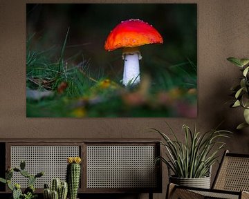 Paddestoel in het bos in de herfst van Dirk van Egmond