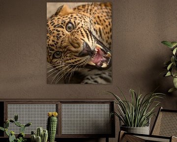 Extreme close-up of a leopard