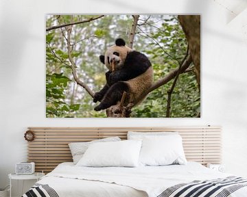 Panda in tree by Kenji Elzerman