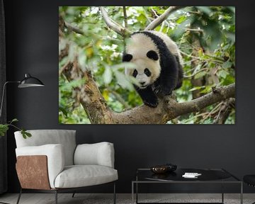 Panda in boom van Kenji Elzerman