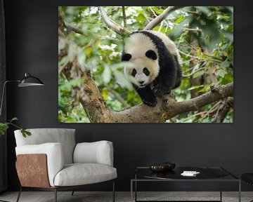 Panda im Baum von Kenji Elzerman