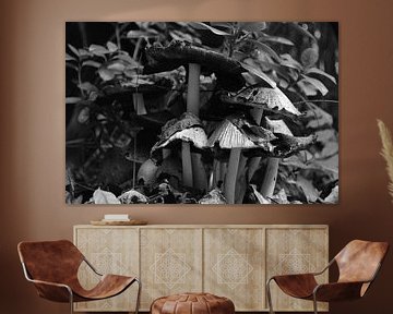 Paddenstoelen (zwart/wit) van FotoGraaG Hanneke