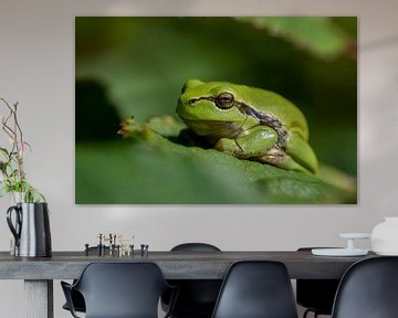 Tree frog in the blackberry bushes by Leontine van der Stouw