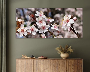 Spring blossom by Corinne Welp