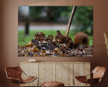 red squirrel looking for seeds and other foods and find peanuts on garden table by ChrisWillemsen