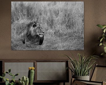 Lion in the reeds by Felix Sedney