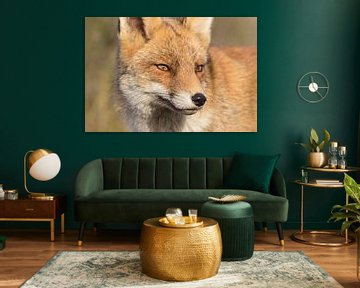 Renard sur Jan-Willem Mantel