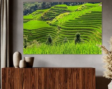 Longji (Dragon's Backbone) Terraced Rice Fields by Peter Voogd