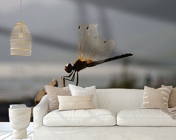 Dragonfly von Maarten van Dam