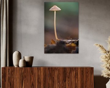 Mushroom by Moetwil en van Dijk - Fotografie