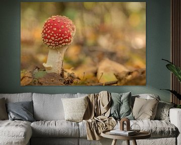 Young fly agaric by Moetwil en van Dijk - Fotografie