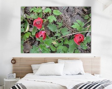 bloemen langs het spoor van Jeroen Franssen