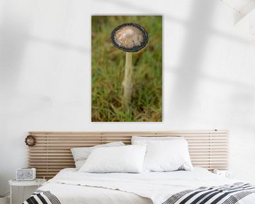 Mushroom by Moetwil en van Dijk - Fotografie