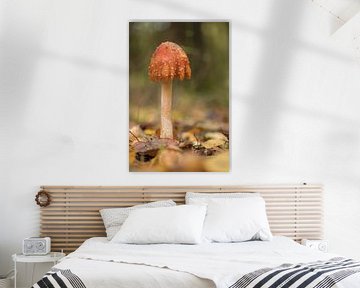 Mushroom in the forest by Moetwil en van Dijk - Fotografie