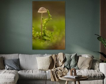 Choreografie van een paddenstoel met varen van Moetwil en van Dijk - Fotografie