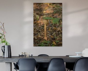Mushroom with leaf by Moetwil en van Dijk - Fotografie