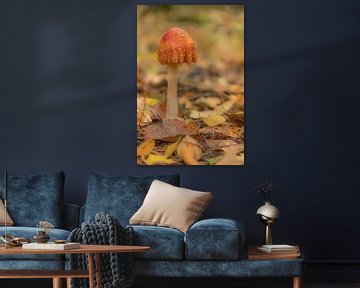 Champignon dans la forêt sur Moetwil en van Dijk - Fotografie