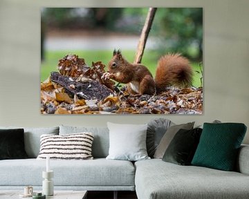 rode eekhoorn zoekt voedsel op een herfsttafel