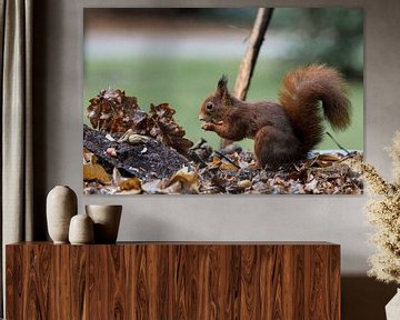 rotes Eichhörnchen auf der Suche nach Nahrung auf einem Herbsttisch