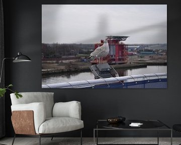 seagull on lamp of cruise ship by Jeroen Franssen