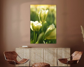 Tulpen van Nederland, een witte tulp met kleine spin van Discover Dutch Nature