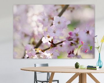 Pink blossom during spring in the Netherlands by Discover Dutch Nature