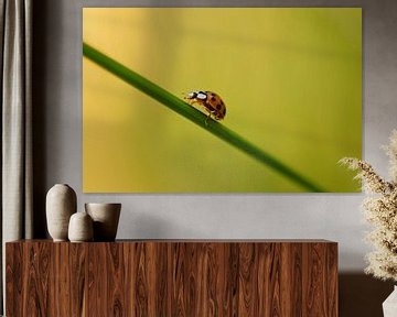 Ladybug runs over a blade of grass by Discover Dutch Nature