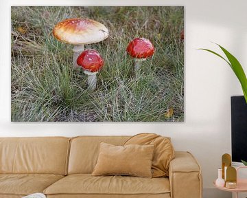 paddenstoelen van Danielle Holkamp