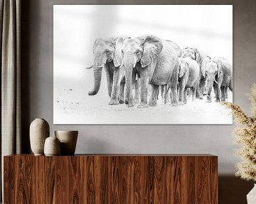 kudde olifanten van Robert Styppa