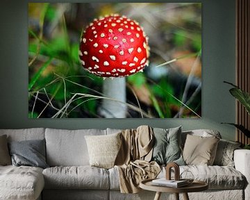 Mushroom Red with white dots by PhotoManiX Digital Photography