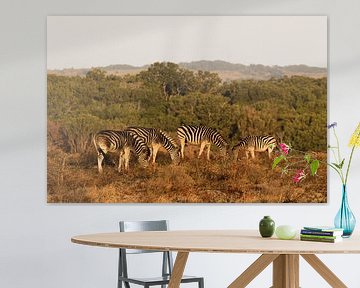 Zebra's bij zonsondergang Zuid Afrika van John Stijnman