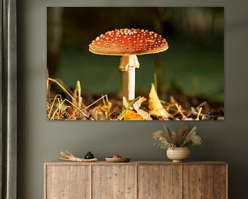 Mushroom fly agaric by robertjan boonstra