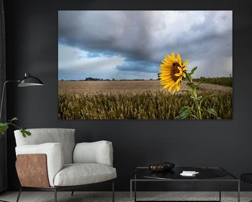 Zonnebloem met graanveld