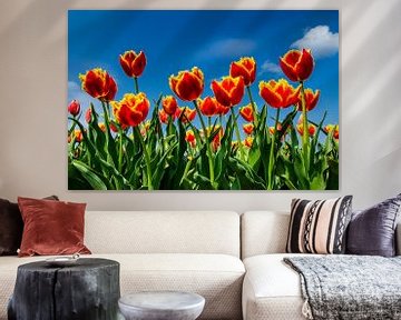 Feld mit blühenden Tulpen von Fred van Bergeijk