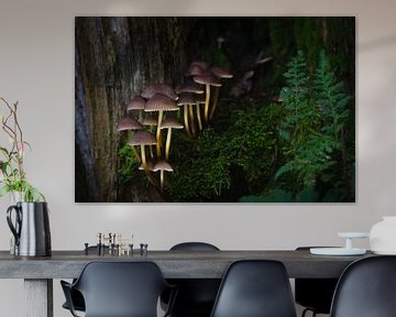 Paddenstoelen in de schemering van Mark Bolijn