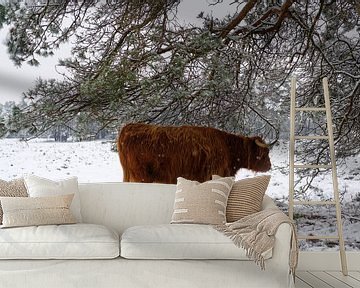 Schotse Hooglander zoekt beschutting onder een dennenboom in een besneeuwd winterlandschap van Sjoerd van der Wal Fotografie