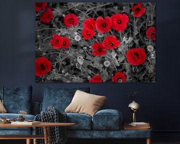 coquelicots sur Steffen Gierok