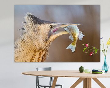 Eurasian Bittern (Botaurus stellaris) by AGAMI Photo Agency